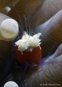 "Cotton Head"  Periclimenes kororensis commensal shrimp t... by Debi Henshaw 